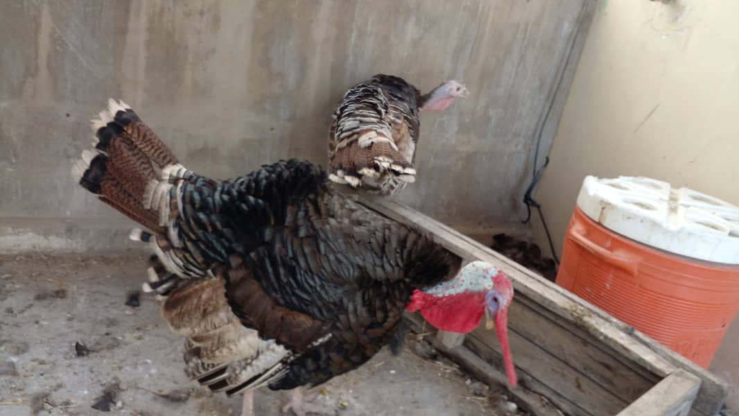 Turkey breeder pair 5