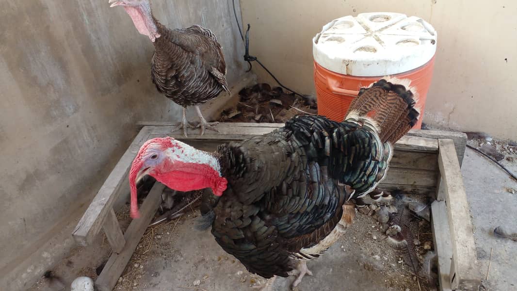 Turkey breeder pair 6