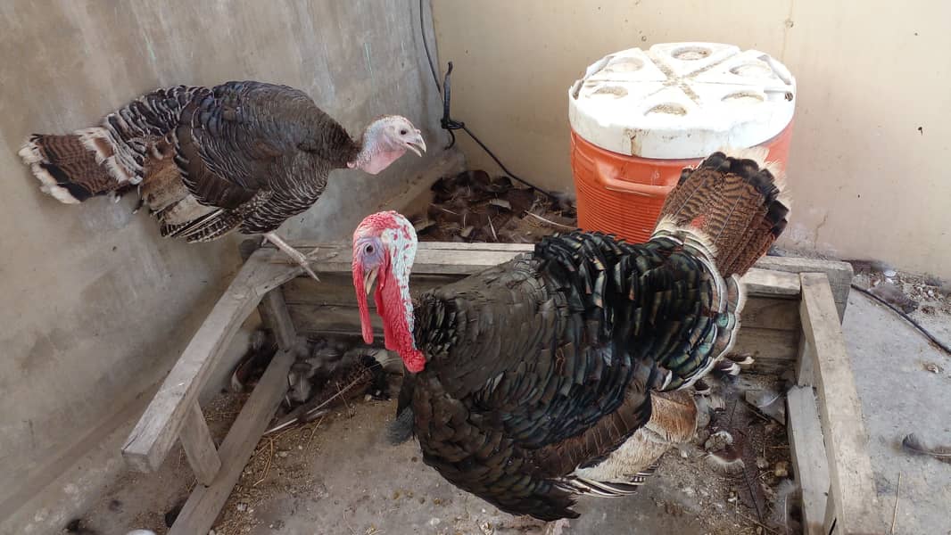 Turkey breeder pair 7