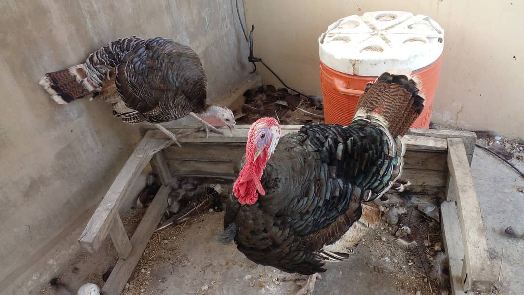 Turkey breeder pair 8