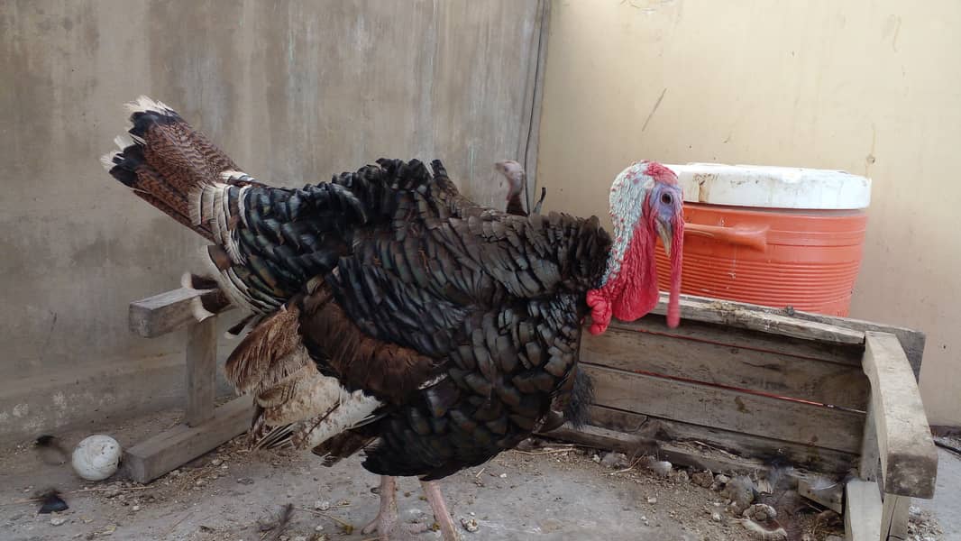 Turkey breeder pair 9