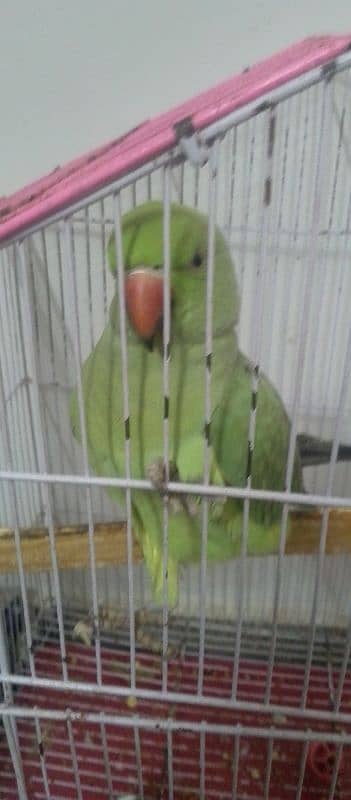 bolny Wala parrot 0