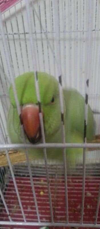 bolny Wala parrot 1