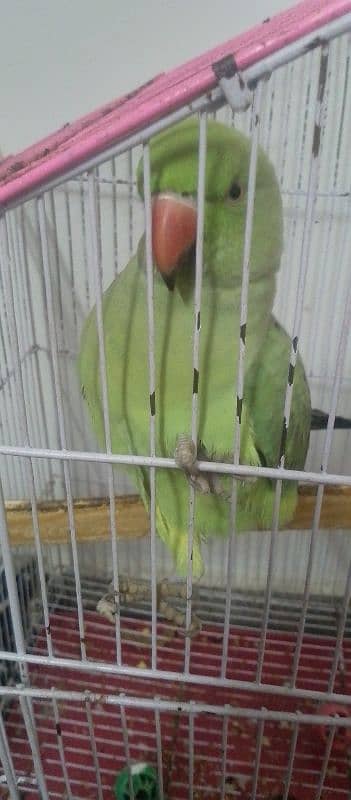 bolny Wala parrot 3