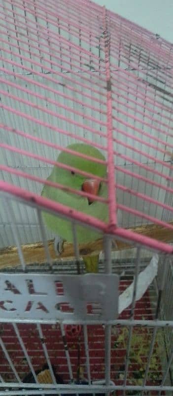 bolny Wala parrot 5