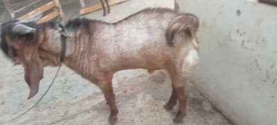 I am selling my goats. .