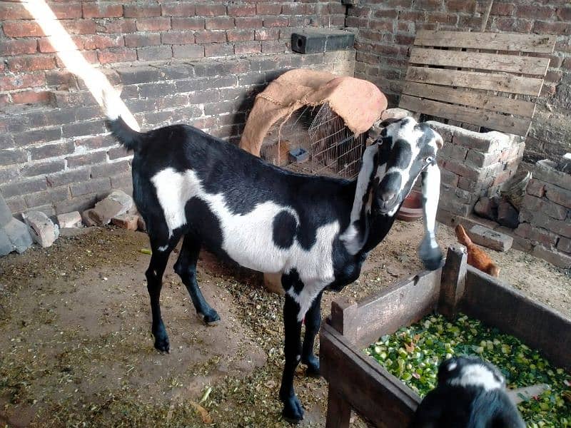 Goat for sale 3