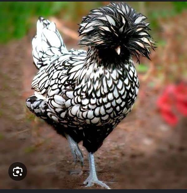 silver laced polish chicks available 10