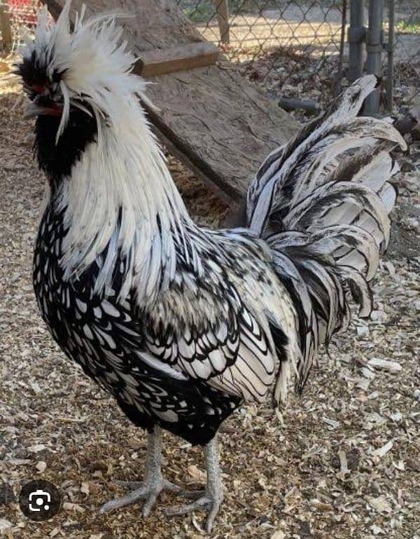 silver laced polish chicks available 1