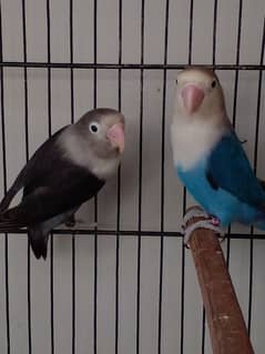 Lovebird parrots breeder pair albino blue fisheri parblue split ino