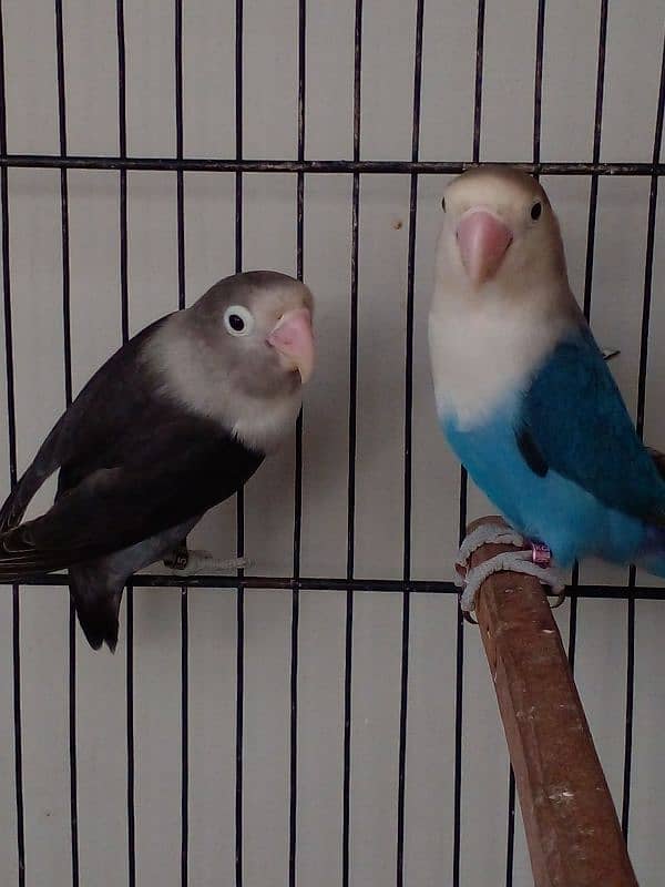 Lovebird parrots breeder pair albino blue fisheri parblue split ino 0