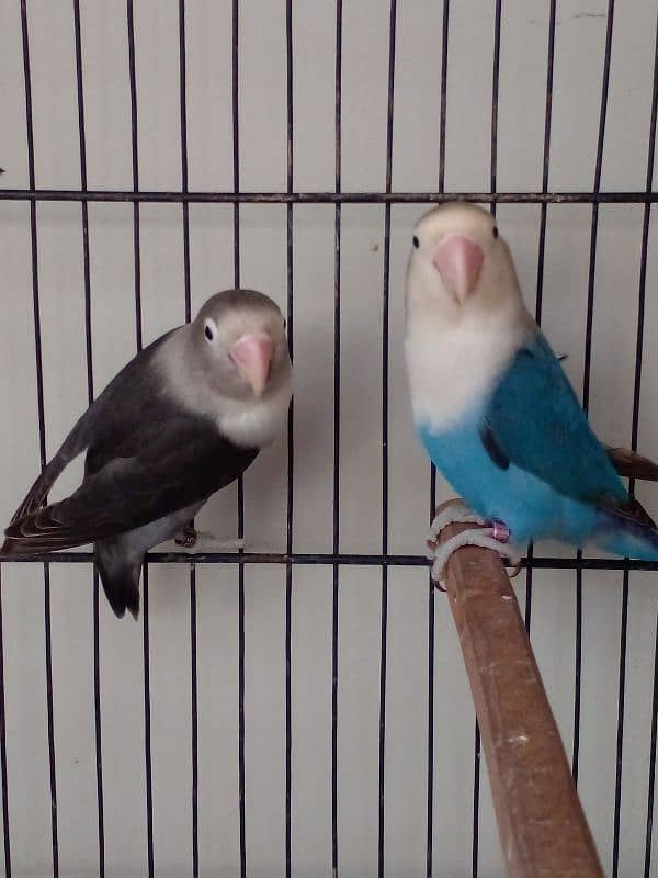 Lovebird parrots breeder pair albino blue fisheri parblue split ino 1