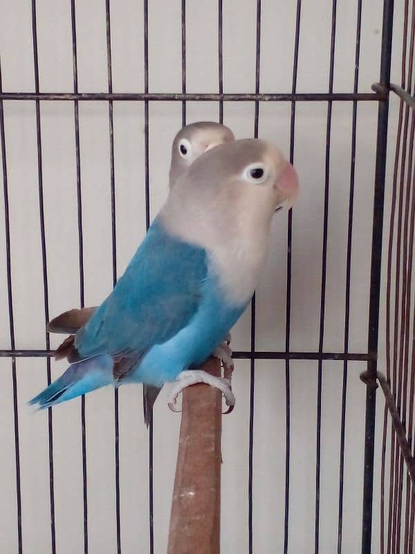 Lovebird parrots breeder pair albino blue fisheri parblue split ino 2