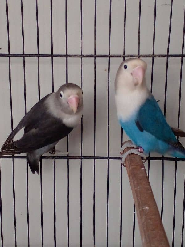 Lovebird parrots breeder pair albino blue fisheri parblue split ino 3