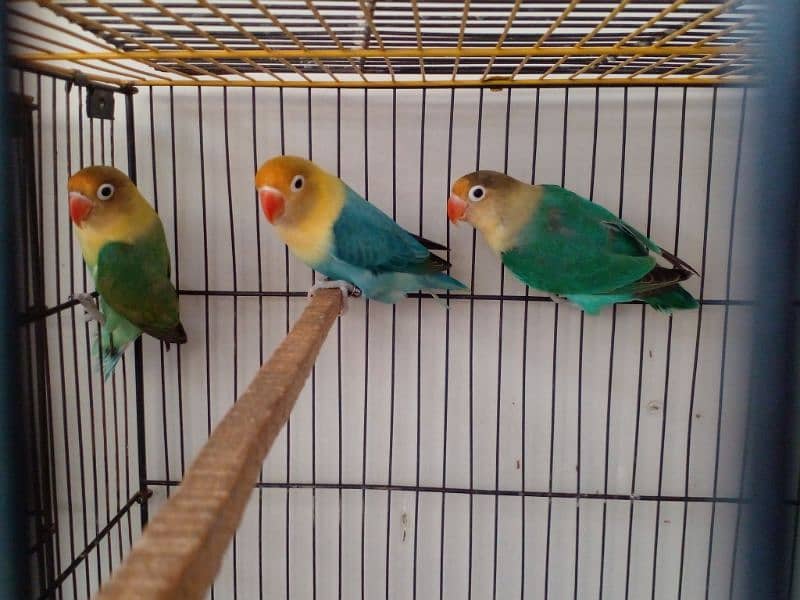 Lovebird parrots breeder pair albino blue fisheri parblue split ino 4