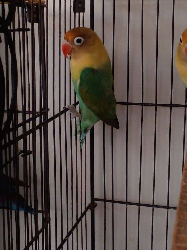 Lovebird parrots breeder pair albino blue fisheri parblue split ino 8