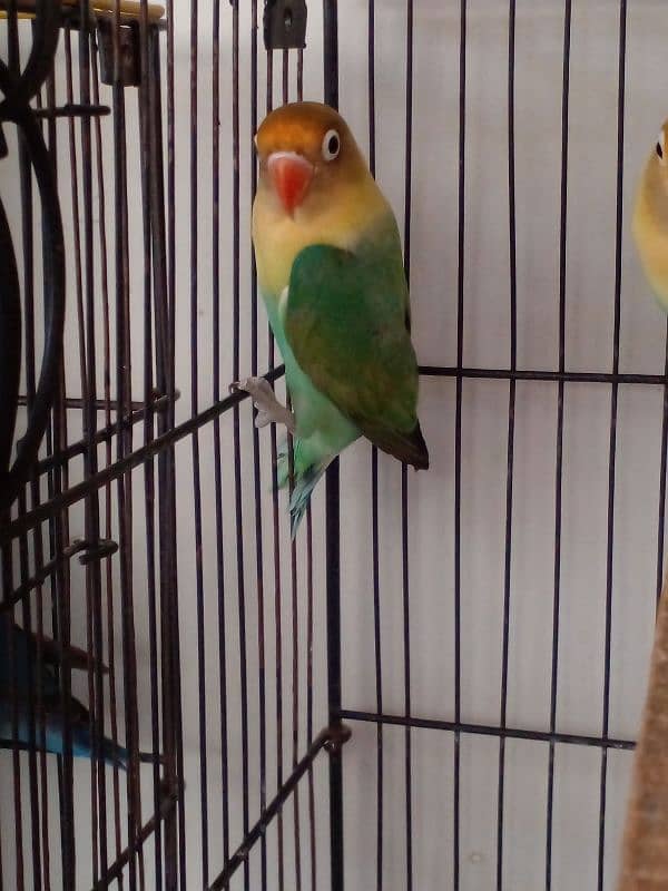 Lovebird parrots breeder pair albino blue fisheri parblue split ino 9