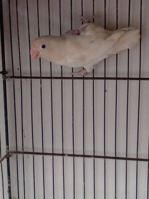 Lovebird parrots breeder pair albino blue fisheri parblue split ino 10