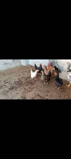 Desi murgian | Desi Hens For Sale | Desi Murgha For Sale