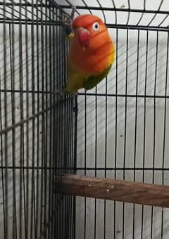 euwing opaline male lovebird