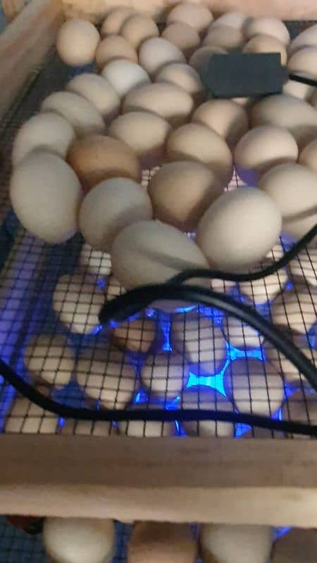 incubator for hatching 3