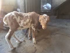 Dumba (sheep ) For sale - Mundra Nasal - Age 3 months