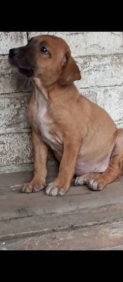 Pitbul female papy for sale