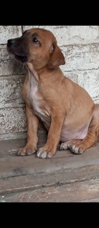 Pitbul female papy for sale 0