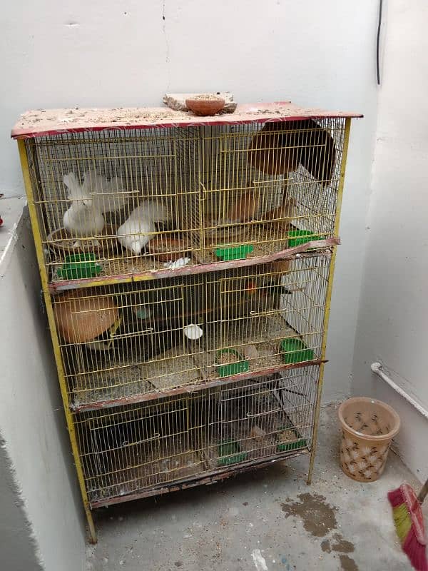 mix birds with cage 0