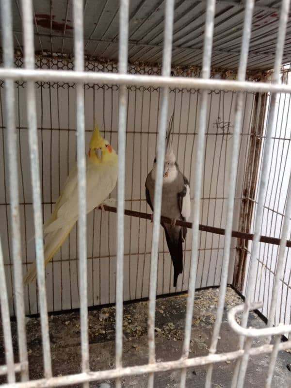 mix birds with cage 1