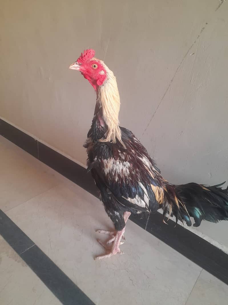 Cock for sale 0