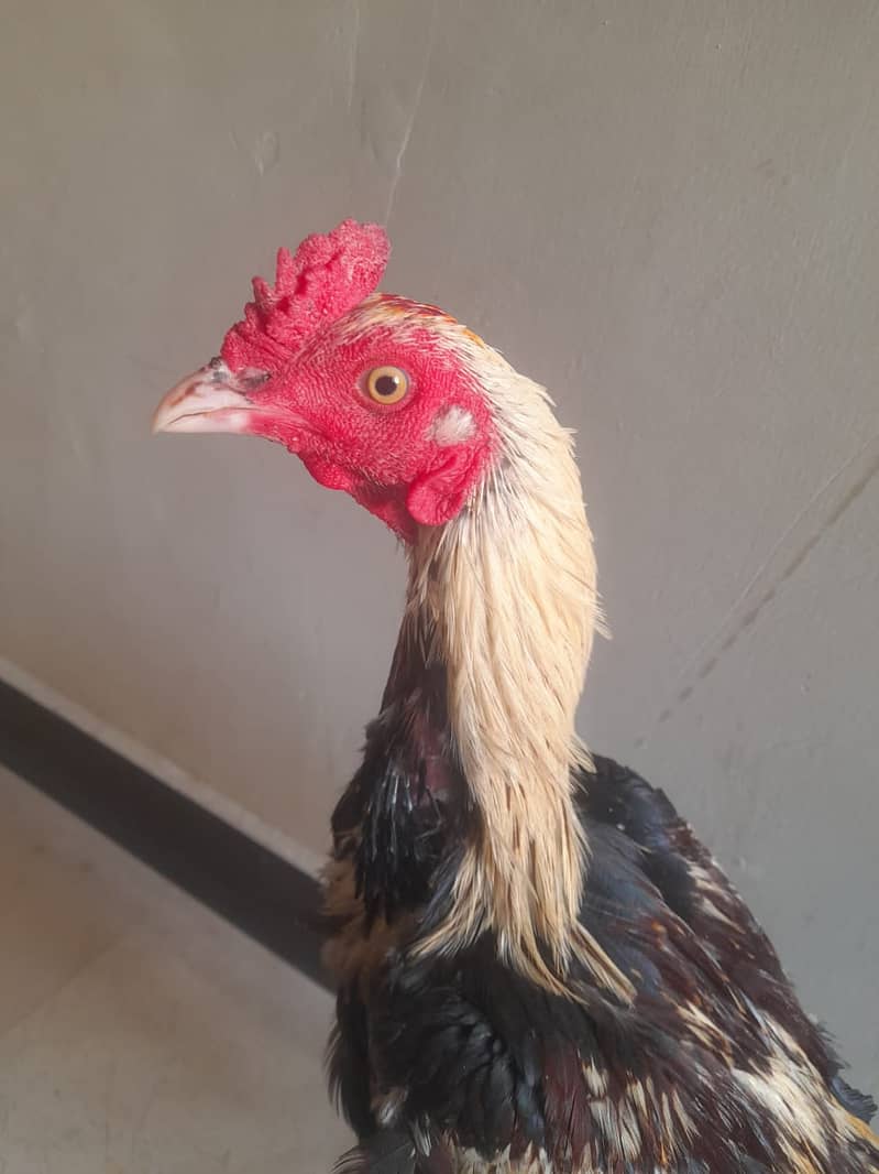 Cock for sale 1