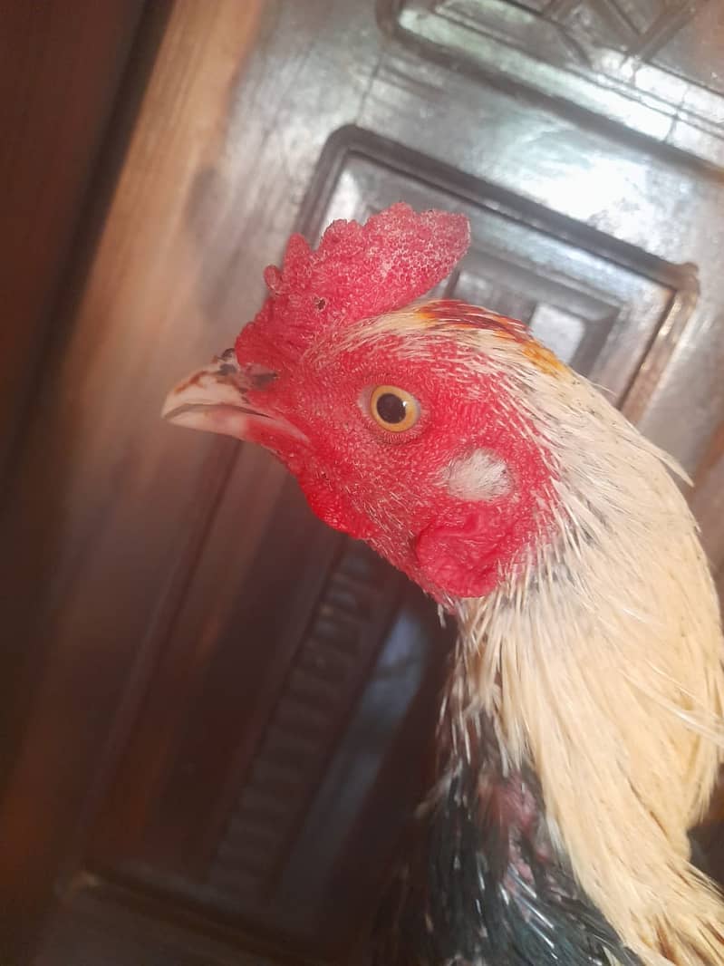 Cock for sale 3