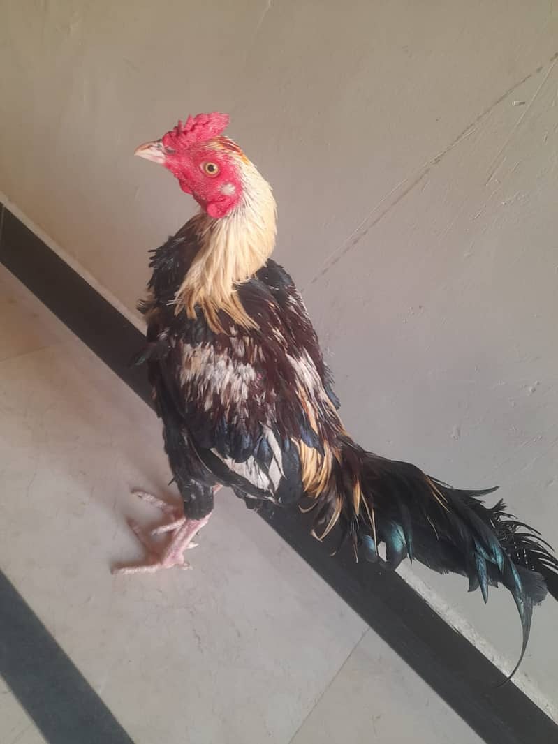 Cock for sale 4