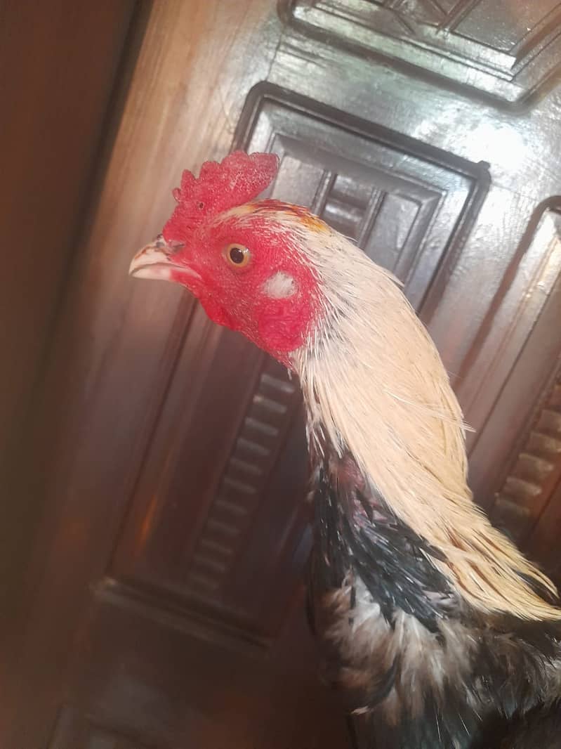 Cock for sale 5