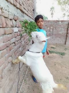 / Goat / Bakra /teda  | Barbara for sale