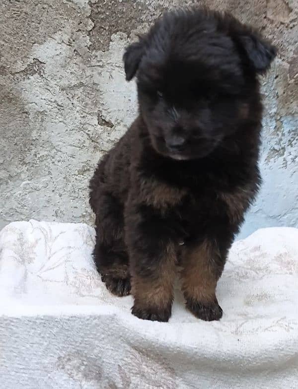 German Shepherd long coat puppy available 30 days age for sale 1