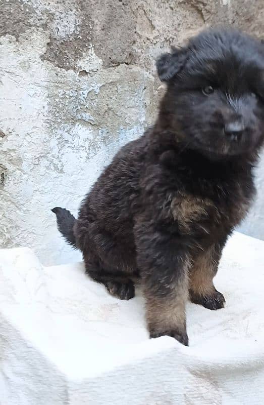 German Shepherd long coat puppy available 30 days age for sale 2