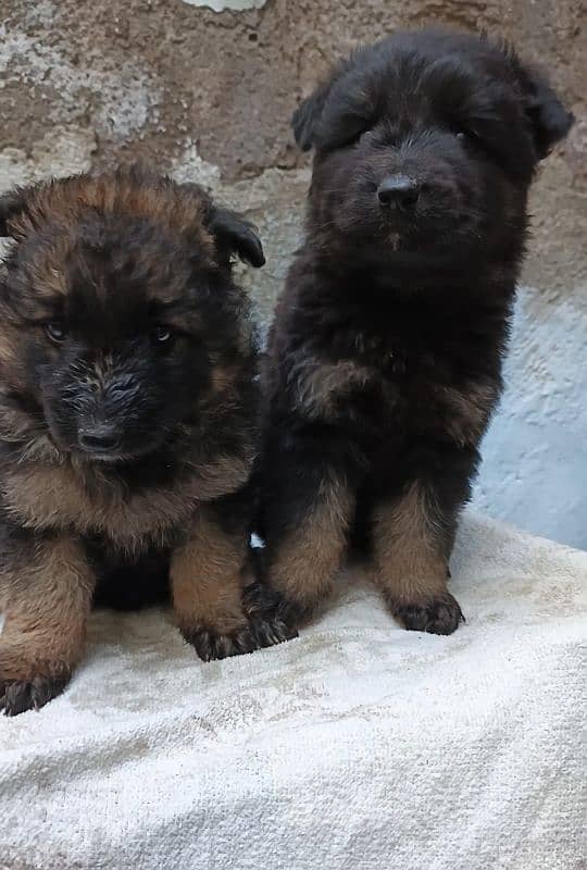 German Shepherd long coat puppy available 30 days age for sale 3