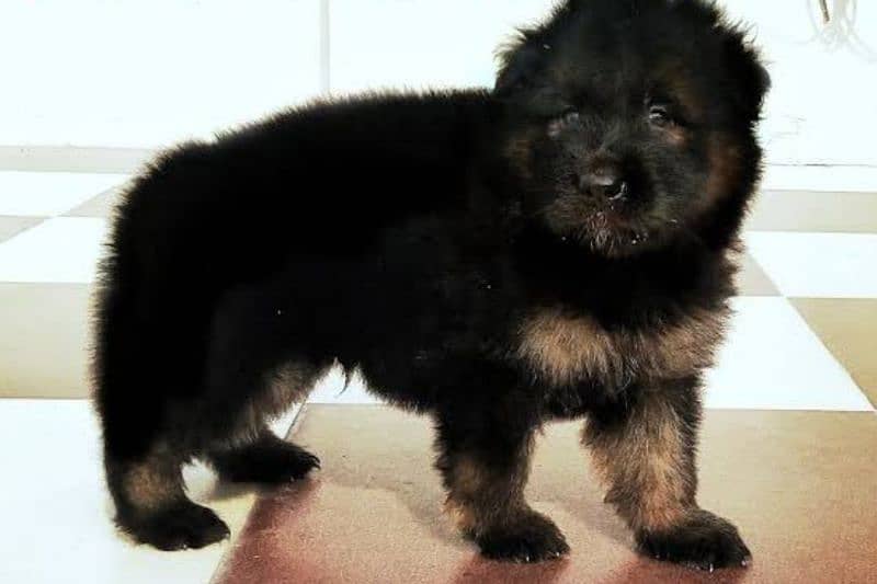 German Shepherd long coat puppy available 30 days age for sale 4