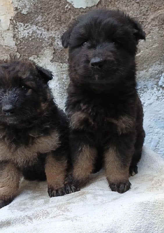 German Shepherd long coat puppy available 30 days age for sale 5