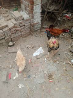 pure Desi murgiya Multan village ki