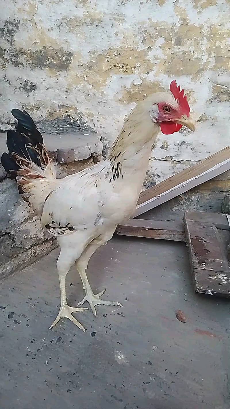 BUY GOLDEN MISRI HENS 0