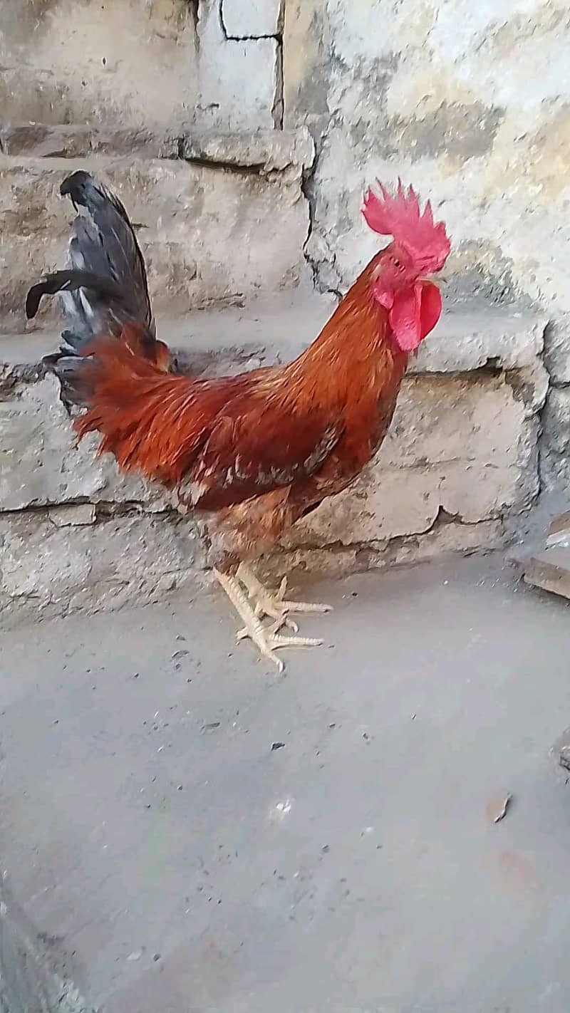 BUY GOLDEN MISRI HENS 2