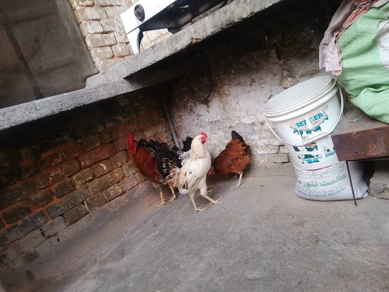 BUY GOLDEN MISRI HENS 3