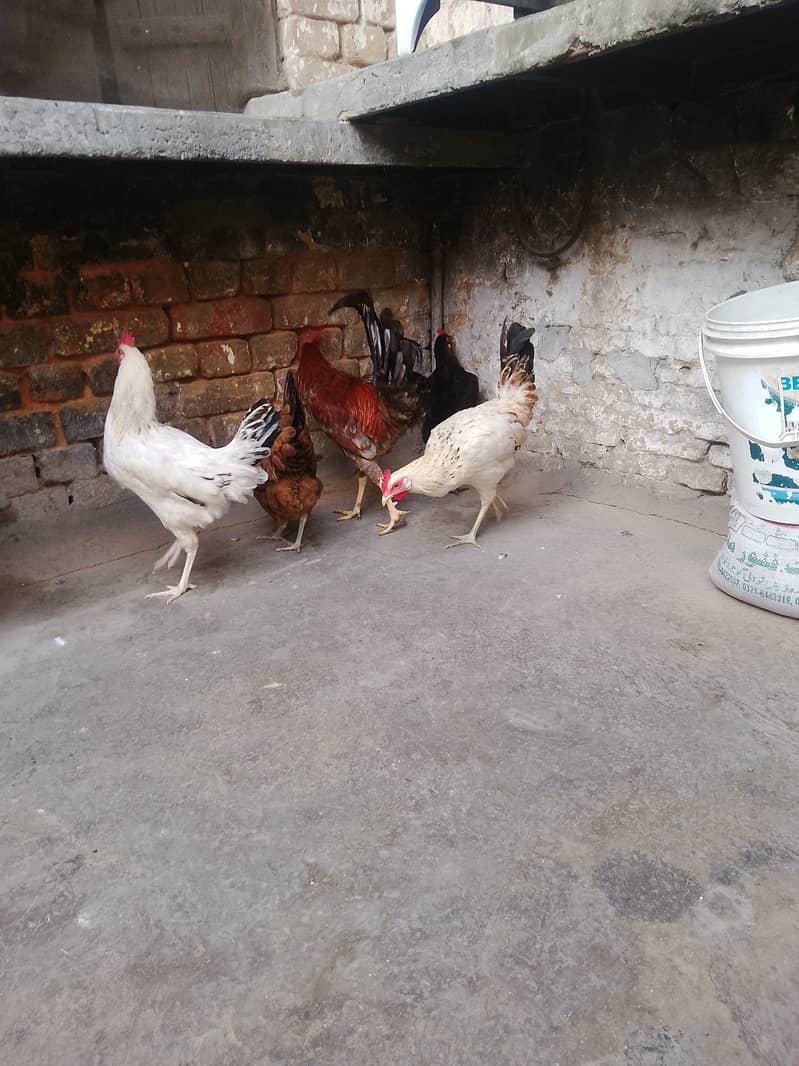 BUY GOLDEN MISRI HENS 4