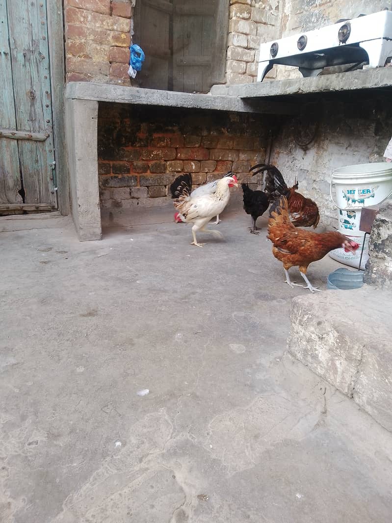 BUY GOLDEN MISRI HENS 5