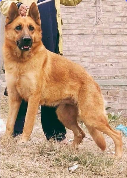 German Shepherd |  Shepherd | German Shepherd female breeder 2