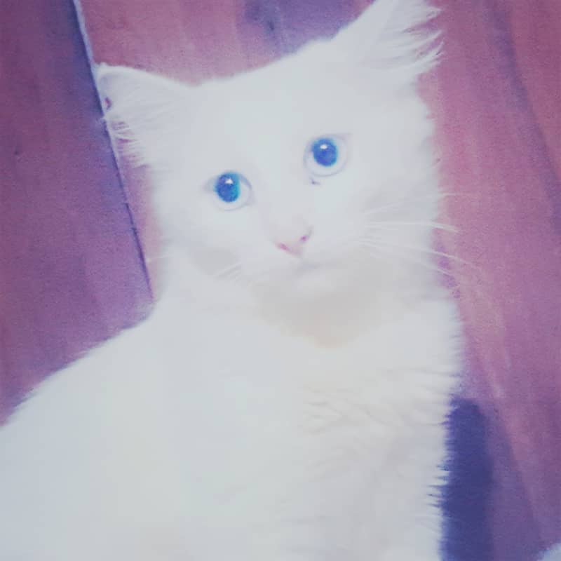 Persian doll face/  fluffy hair male cat / tripple coated/ for sale 1