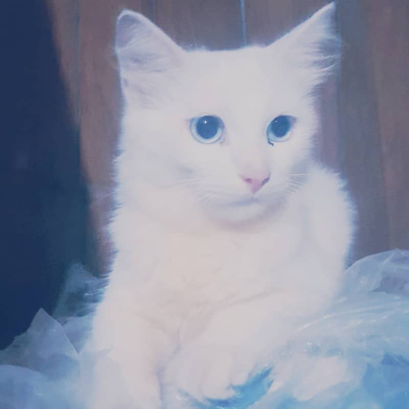 Persian doll face/  fluffy hair male cat / tripple coated/ for sale 2